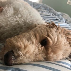 Meet your Posher, Eden